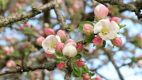 Blooming apple tree Stock Footage 132124251
