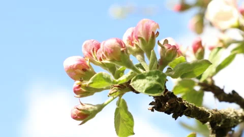 Blooming apple tree Stock Footage 132124410