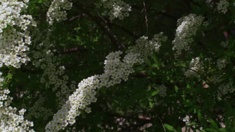 The blooming apple tree Stock Footage 164948062