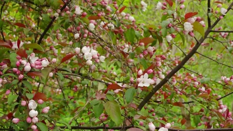 Blooming apple tree Stock Footage 278727119