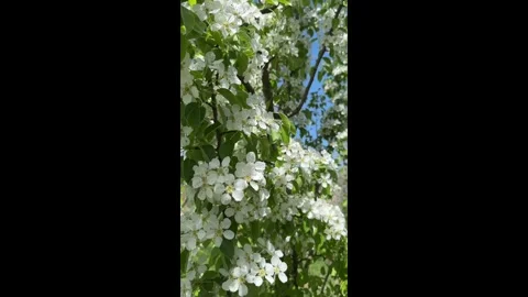 A blooming apple tree in the garden against the sky Stock Footage 273702554