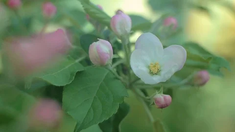 Blooming apple tree in the garden at dawn on a spring morning Video stock 88983510