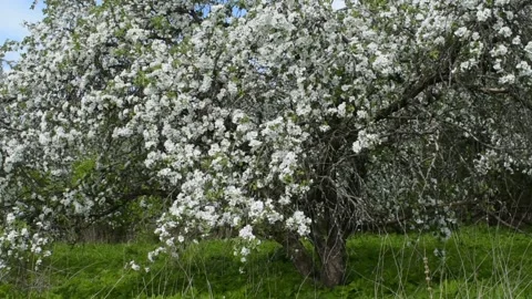 Blooming apple tree in the garden Stock Footage 138500587