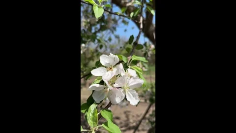 Blooming apple tree in the garden macro Stock Footage 273702623
