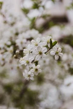 Blooming apple tree in the garden on a spring day with blurred background. Stock Photos
