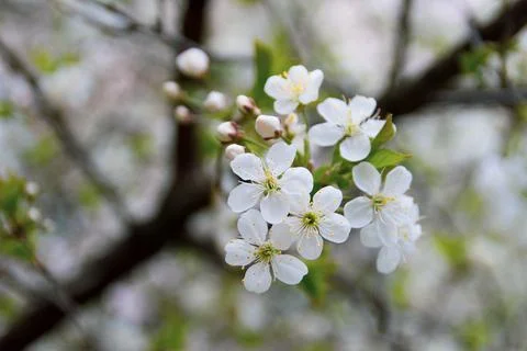 Blooming apple tree in the garden on a spring day with blurred background. Stock Photos
