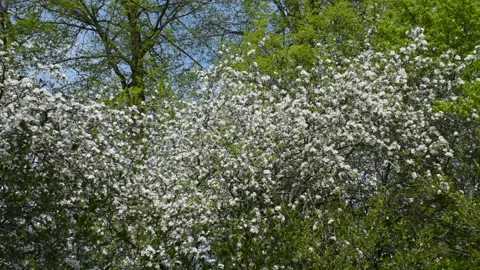 Blooming apple tree in the garden, wind, spring concept Stock Footage 147962063