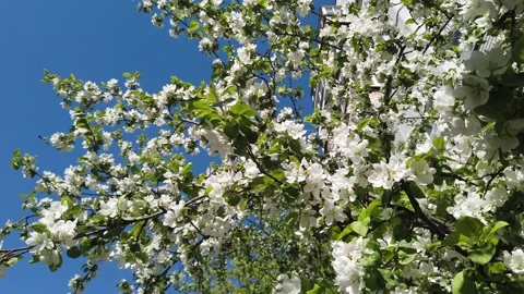 Blooming apple tree at home. Blue sky and white flowers Stock Footage 130934824