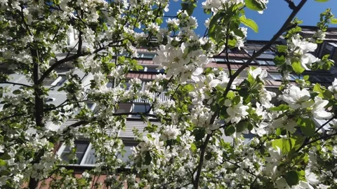 Blooming apple tree at home in spring Video stock 130705902