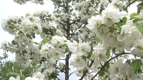 Blooming apple tree with lush white flowers Stock Footage 231412043