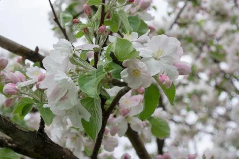 Blooming apple tree. Macro shooting. Stock Photos