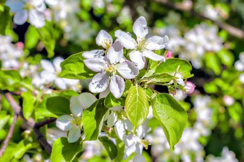 Blooming apple tree. Macro view white flowers Stock Photos