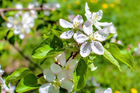 Blooming apple tree. Macro view white flowers. Stock Photos