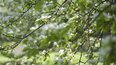 Blooming Apple Tree in May Stock Footage 99016235