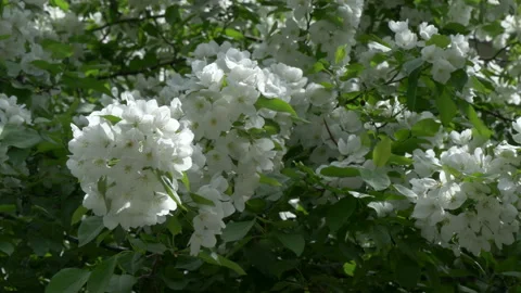 Blooming apple tree in mid-summer. Stock Footage 201077392