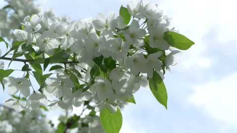 Blooming apple tree in mid-summer. Stock Footage 201077626