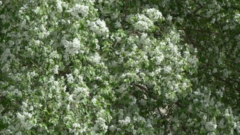 Blooming apple tree in mid-summer. Stock Footage 201077685