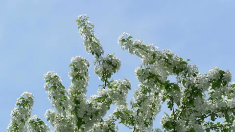Blooming apple tree in mid-summer. Stock Footage 201077952