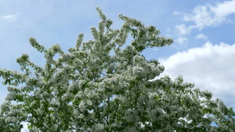 Blooming apple tree in mid-summer. Stock Footage 201078042