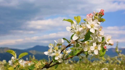 Blooming apple tree with mountains on the background. Stock Footage 86958494