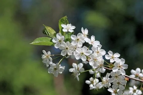 Blooming apple tree on a multicolored background Stock Photos