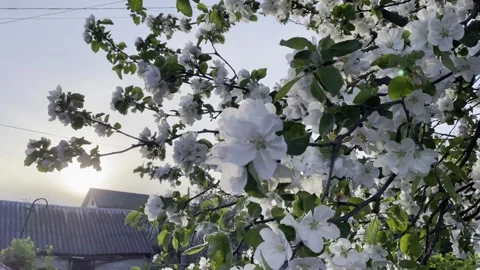 Blooming apple tree in nature Stock Footage 240940184