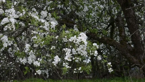Blooming apple tree in an old shady garden close-up Stock Footage 147962060