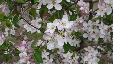 Blooming apple tree, overblooming apple tree, 스톡 동영상 240991253
