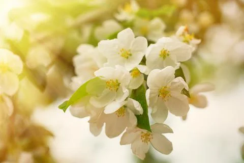 Blooming apple tree in the park in spring Stock Photos