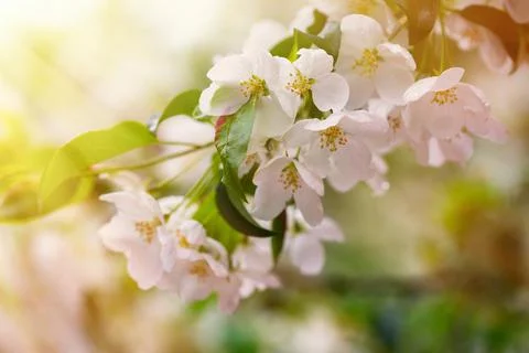 Blooming apple tree in the park in spring Stock Photos