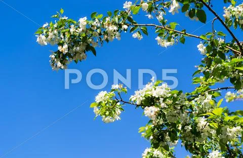 Blooming apple tree Stock Photos