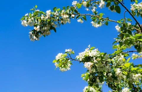 Blooming apple tree Stock Photos