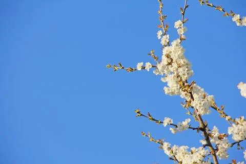 Blooming apple tree Stock Photos