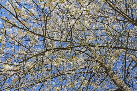 Blooming apple tree Stock Photos