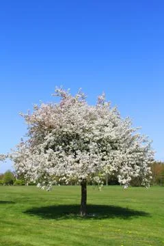 Blooming apple tree Stock Photos