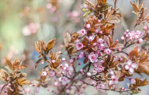 Blooming apple tree Stock Photos