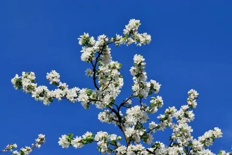 Blooming Apple tree Stock Photos