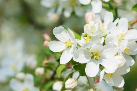 Blooming apple tree Stock Photos