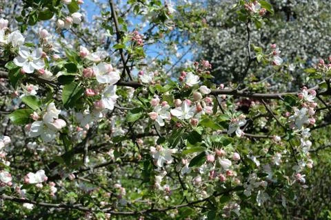 Blooming apple tree Fotos de archivo
