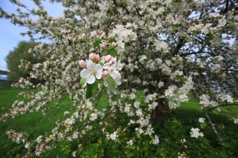 Blooming Apple tree Stock Photos