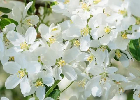 Blooming apple tree Stock Photos