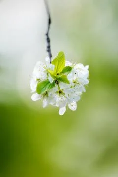 Blooming apple tree Stock Photos
