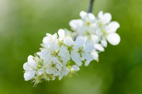 Blooming apple tree Stock Photos