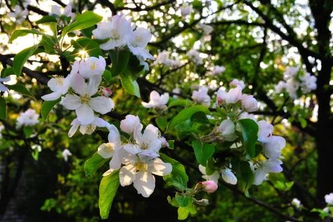 Blooming apple tree 스톡 사진