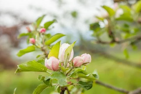 Blooming apple tree Stock Photos