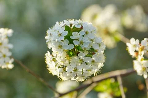 Blooming apple tree Stock-Fotos