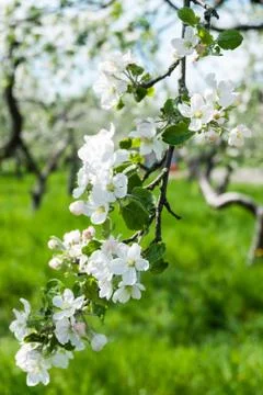 Blooming apple tree Stock Photos