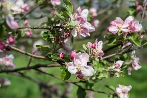 Blooming apple tree Stock Photos