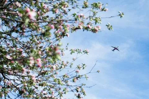 Blooming apple tree Stock Photos