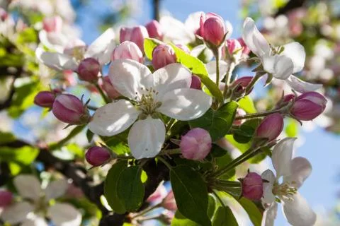 Blooming apple tree Stock Photos